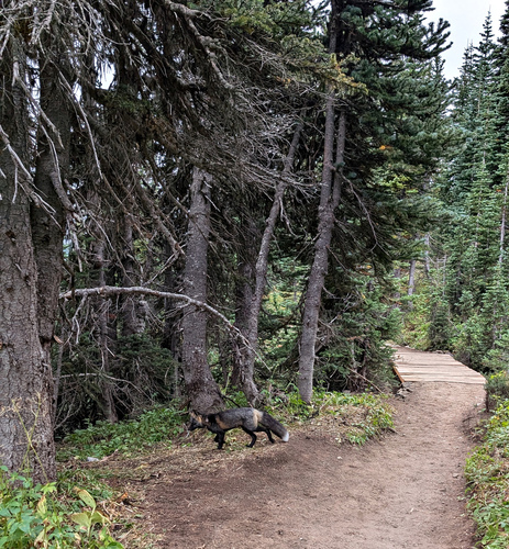 Cascade Red Fox photographed in Washington