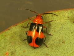 Aulacophora hilaris