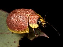 Paropsis bella