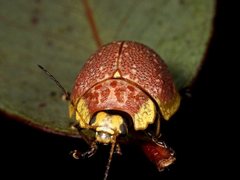 Paropsis bella