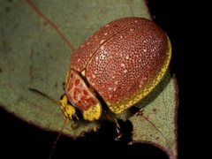 Paropsis bella