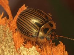 Paropsisterna lignea