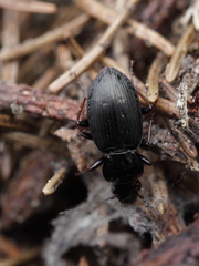Pterostichus oblongopunctatus