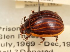 Paropsisterna lignea