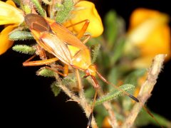 Pseudopantilius australis