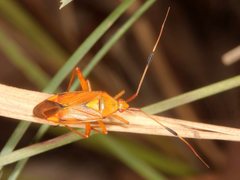 Pseudopantilius australis