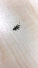 Oedemera nobilis