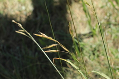 Bromus riparius