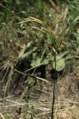 Bromus riparius