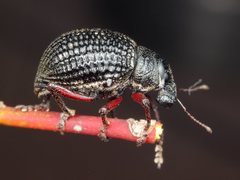 Catasarcus transversalis