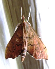 Sericoplaga externalis