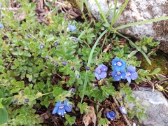 Veronica fruticans