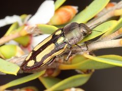 Castiarina parallela