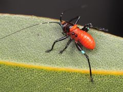 Metholce nigritarsis