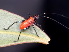 Metholce nigritarsis