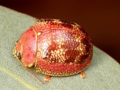 Paropsis carnosa