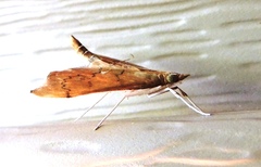 Sericoplaga externalis