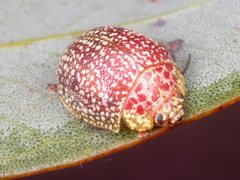 Paropsis variegata
