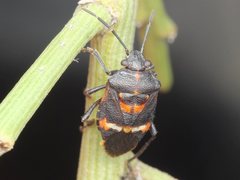 Aplerotus maculatus