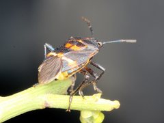 Aplerotus maculatus