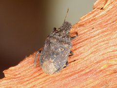 Amphidexius suspensus