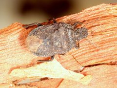 Amphidexius suspensus