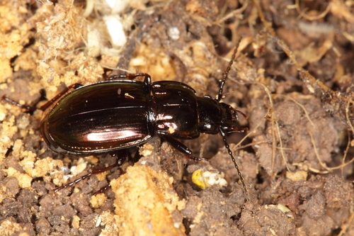 utekáčik kovový (Pterostichus burmeisteri)