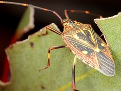 Poecilometis alienus