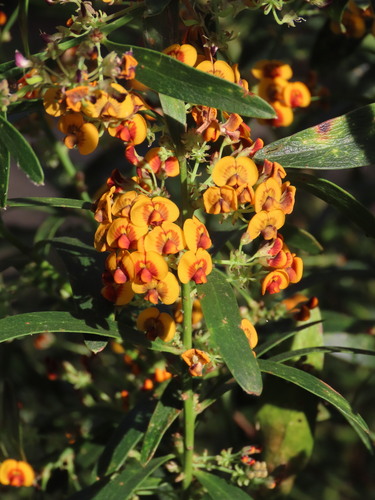 Image of Daviesia corymbosa by (c) ian_mcallan, some rights reserved (CC BY)