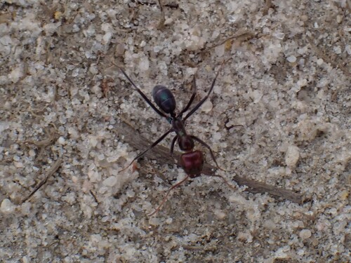 Iridomyrmex galbanusIridomyrmex galbanus