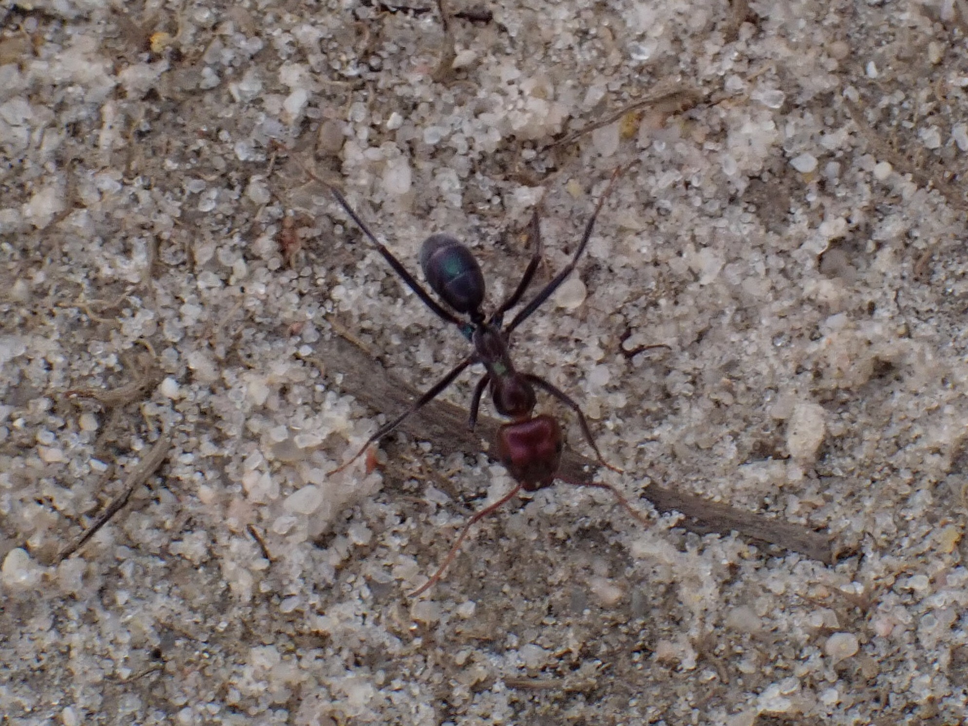 Iridomyrmex galbanus