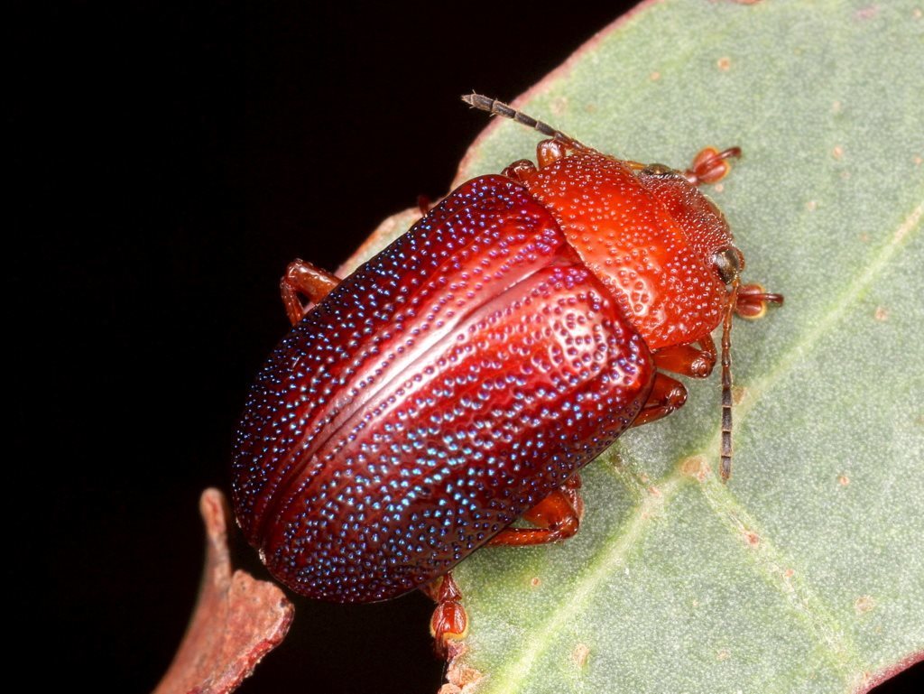 Calomela ioptera