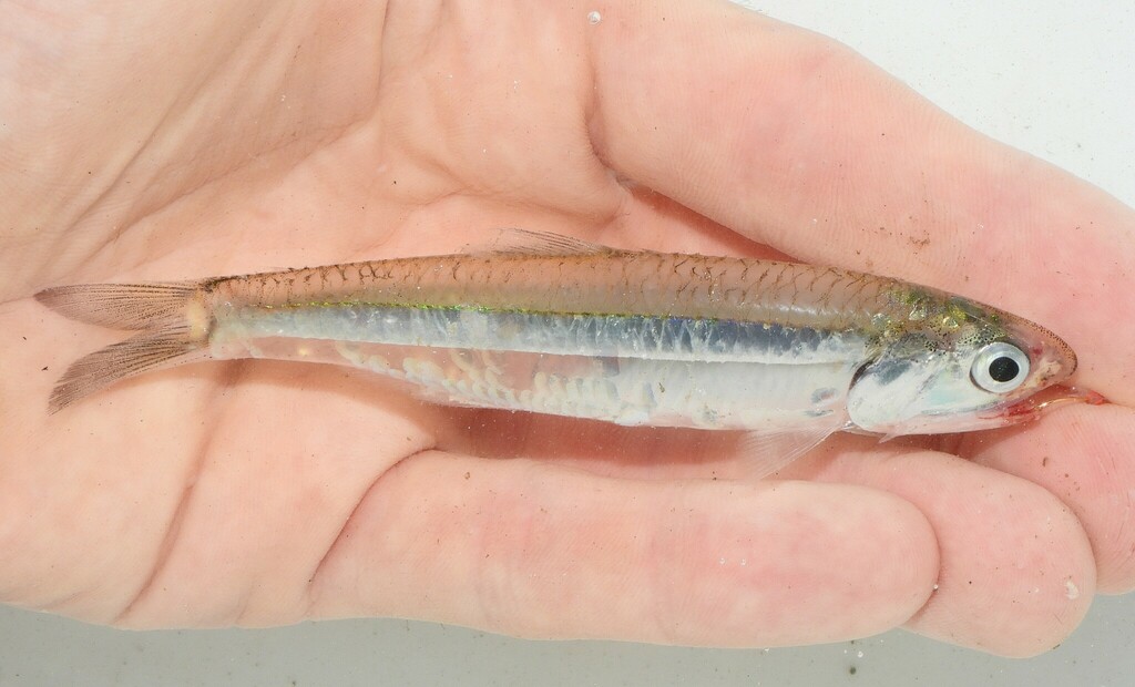 Broad-striped anchovy (Anchoa hepsetus) — Engraulidae