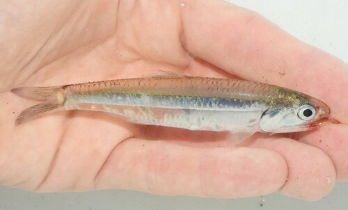 Broad-striped anchovy (Anchoa hepsetus) — Engraulidae