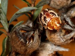 Paropsisterna semifumata