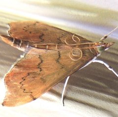 Sericoplaga externalis