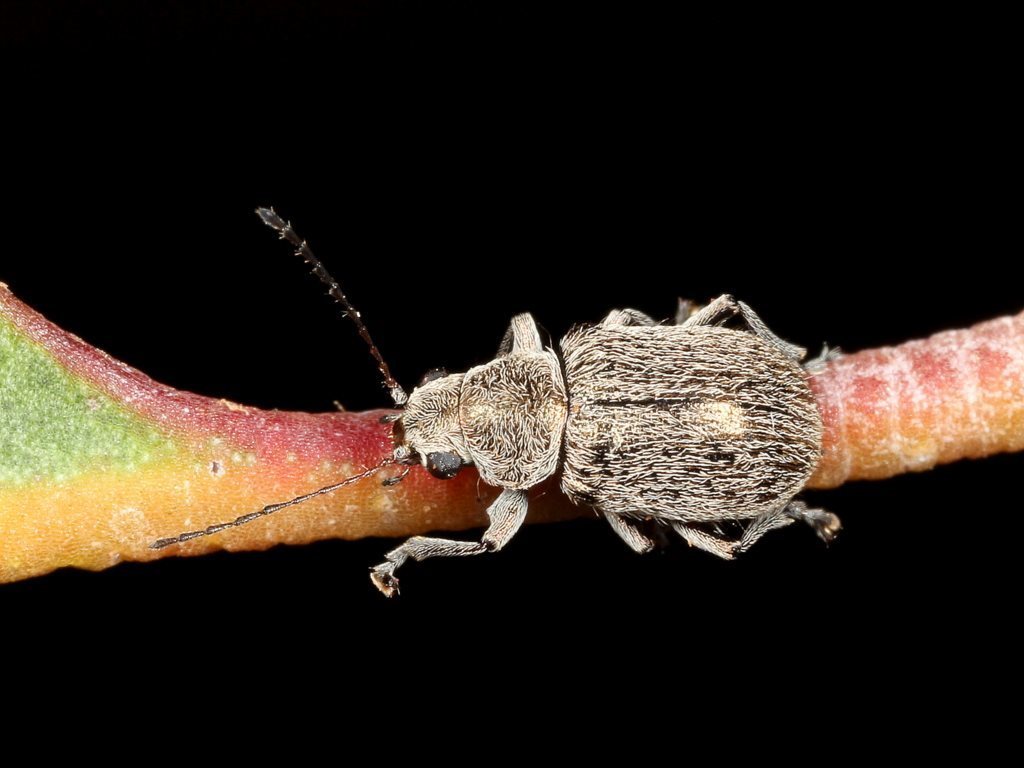 Edusella hirta