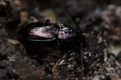 Pterostichus burmeisteri