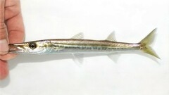 Northern Sennet photo 1