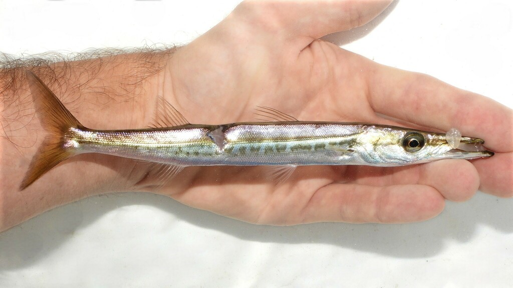 Foto de Barracuda picuda (Sphyraena picudilla)