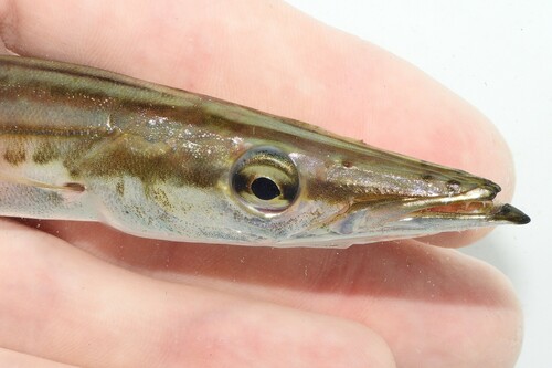 Foto de Barracuda picuda (Sphyraena picudilla)