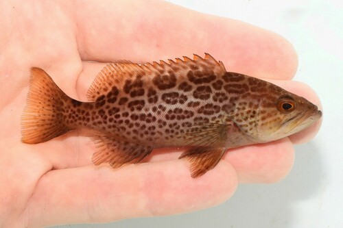Scamp (Mycteroperca phenax) — Serranidae
