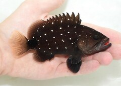 Snowy Grouper photo 5