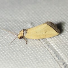 Pseudomarimatha flava