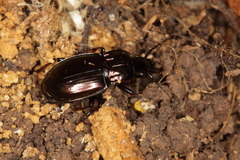 Pterostichus burmeisteri