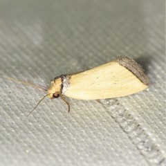 Pseudomarimatha flava