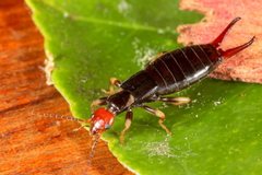 Nesogaster ruficeps