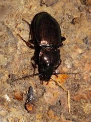 Pterostichus burmeisteri