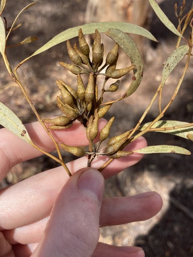 Image of Eucalyptus longicornis by (c) Thomas Mesaglio, some rights reserved (CC BY)