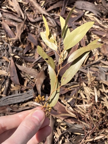 Image of Eucalyptus salmonophloia by (c) Thomas Mesaglio, some rights reserved (CC BY)